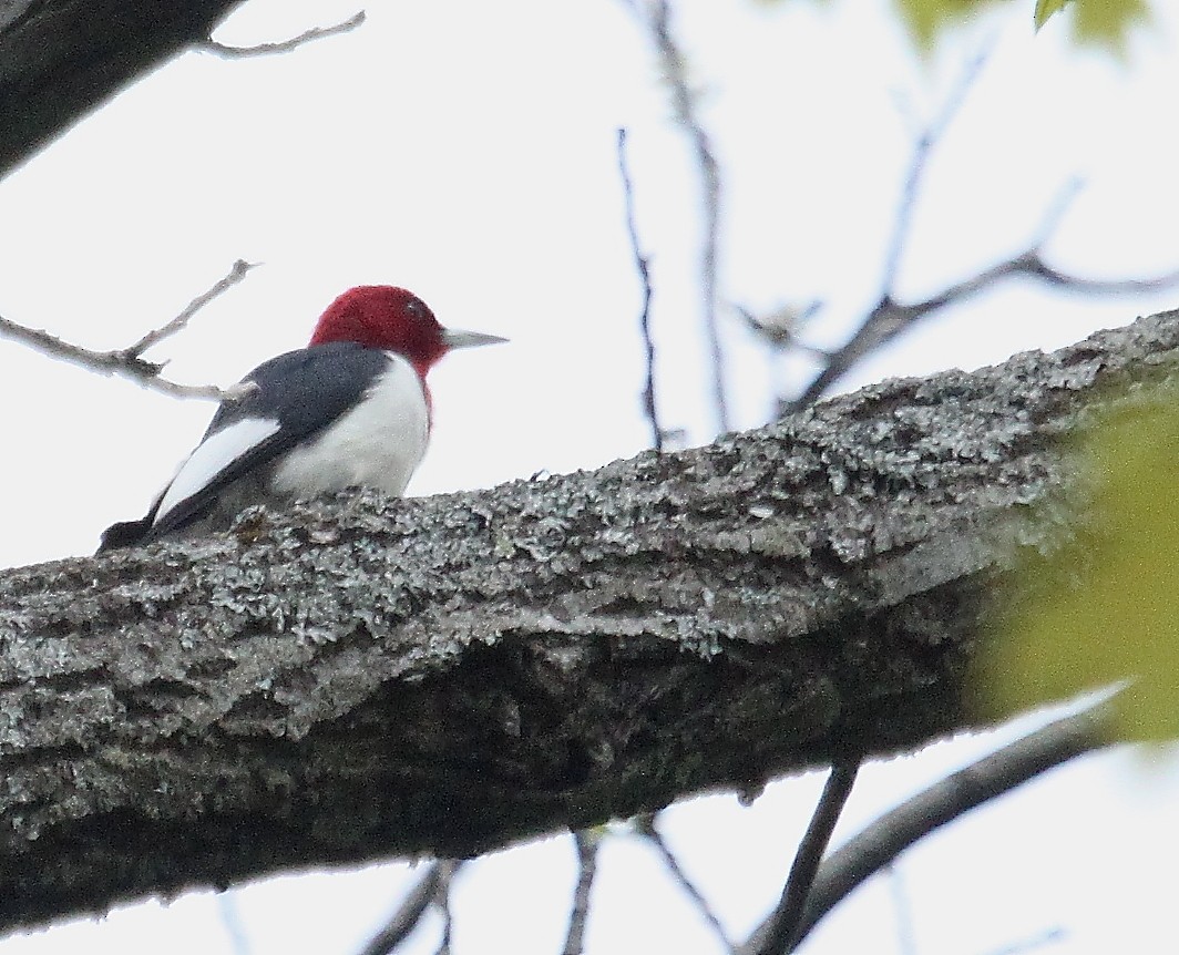 Red-headed Woodpecker - ML29277421