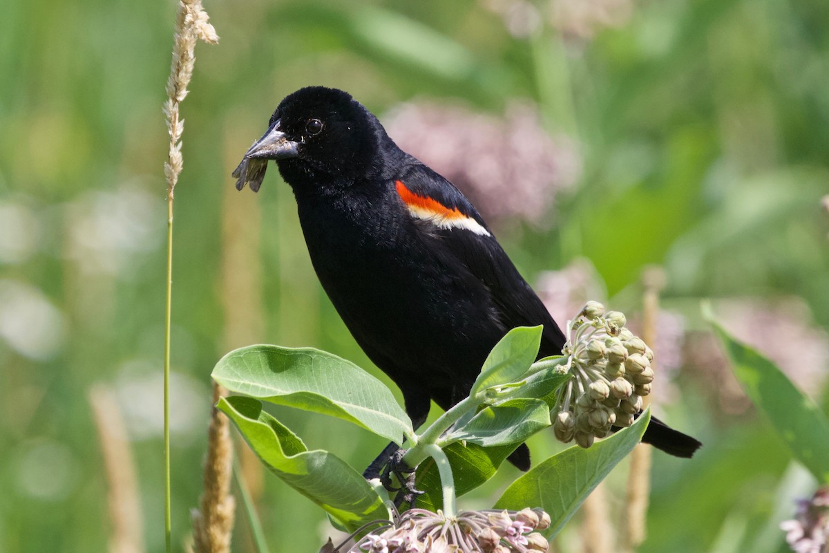 Red-winged Blackbird - Torin Waters 🦉