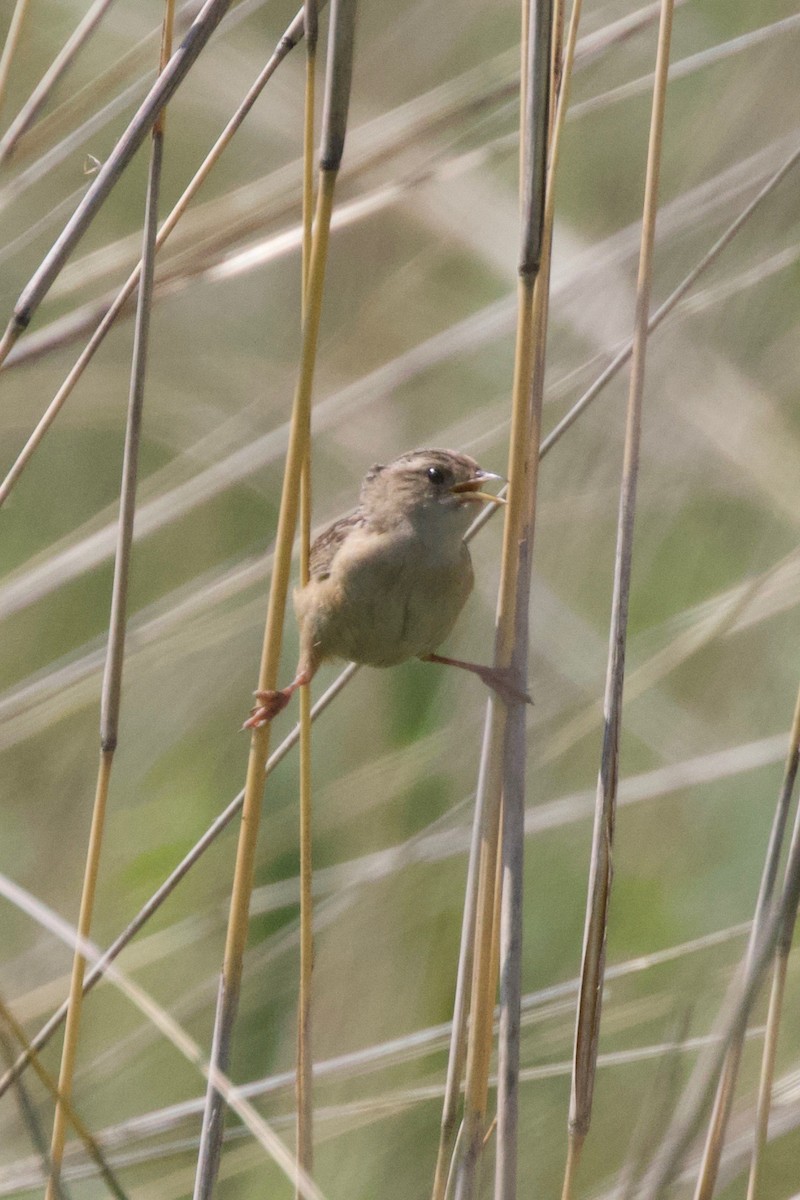 Sedge Wren - ML292774451