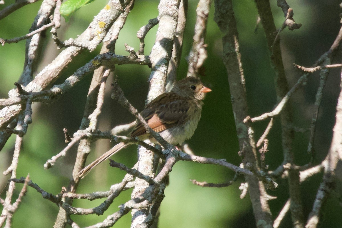 Field Sparrow - Torin Waters 🦉