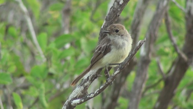 Galapagos Flycatcher - ML292775911