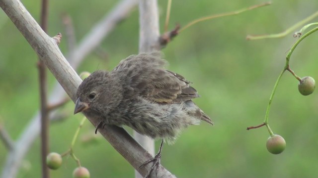 Small Ground-Finch - ML292778331