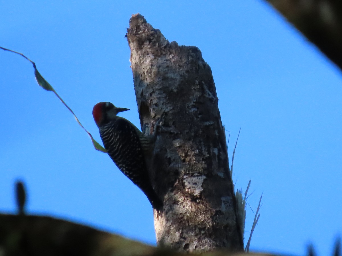 Black-cheeked Woodpecker - ML292779071