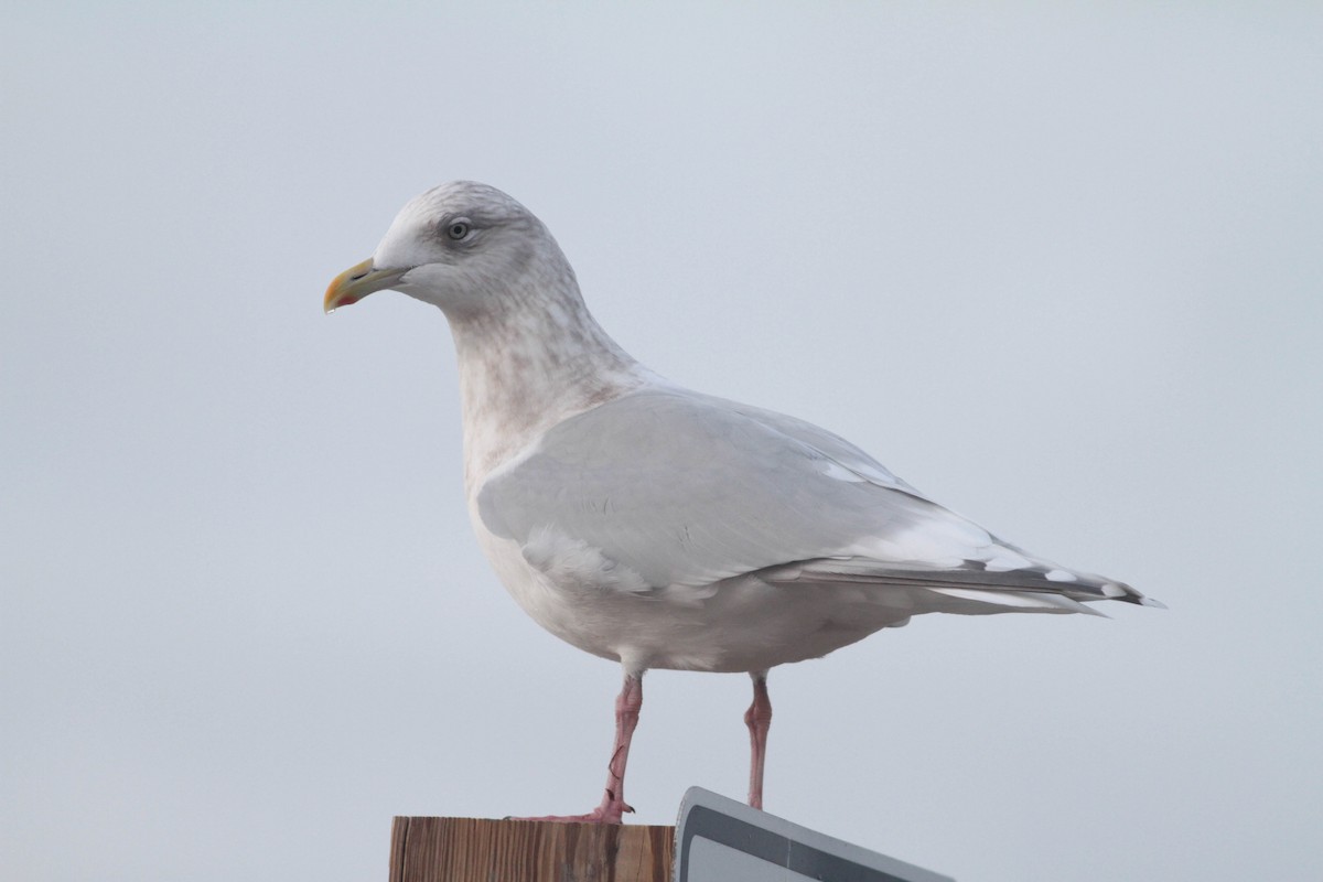 racek polární (ssp. kumlieni) - ML292779481