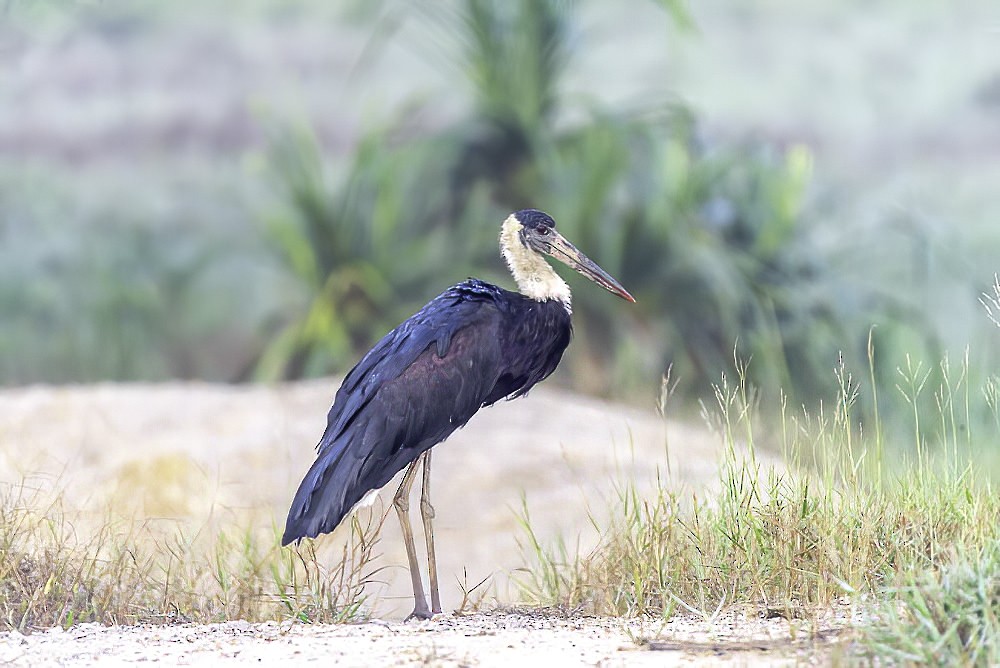 Asian Woolly-necked Stork - ML292780121