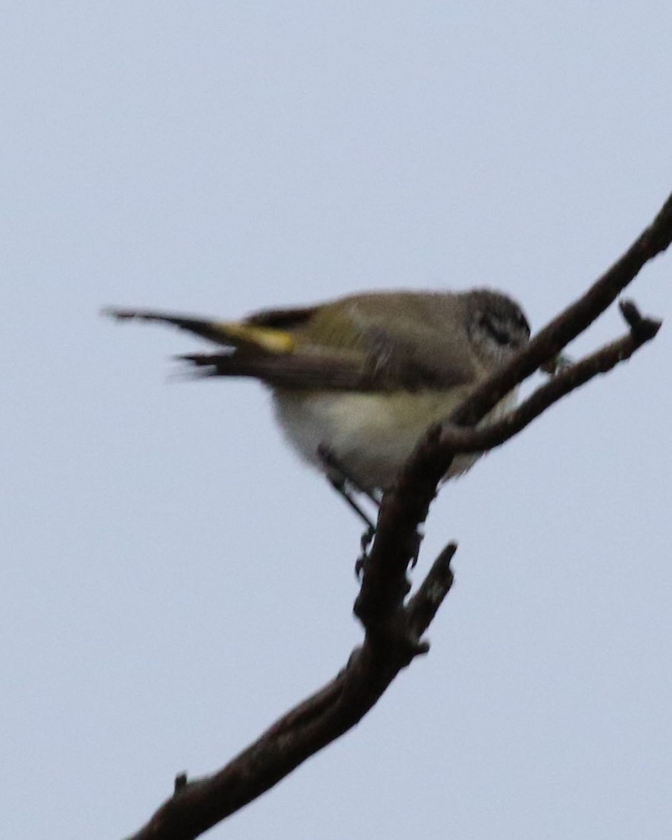 Yellow-rumped Thornbill - ML292780641