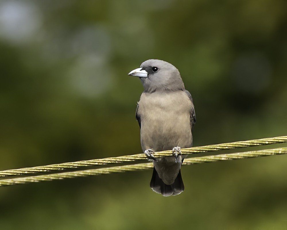 Ashy Woodswallow - ML292780931