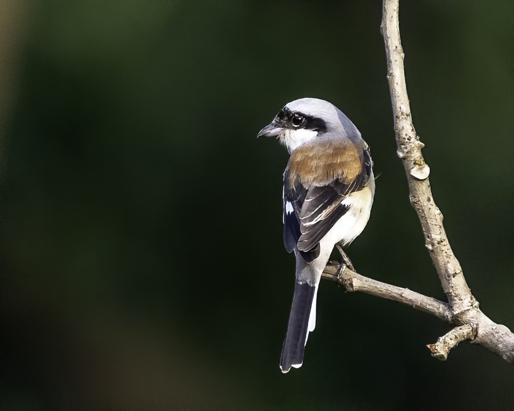Bay-backed Shrike - ML292780971