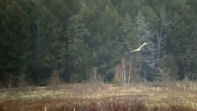 Hibou des marais - ML292781471