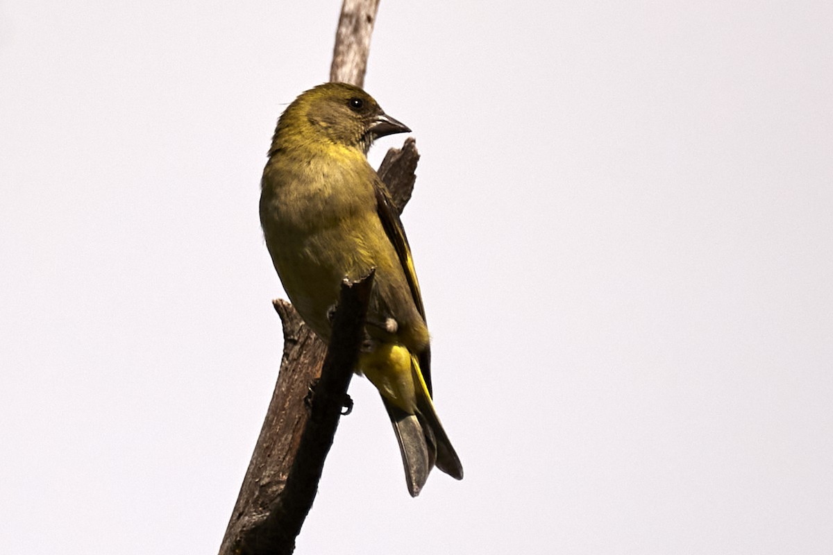 Hooded Siskin - Andrés Gálvez