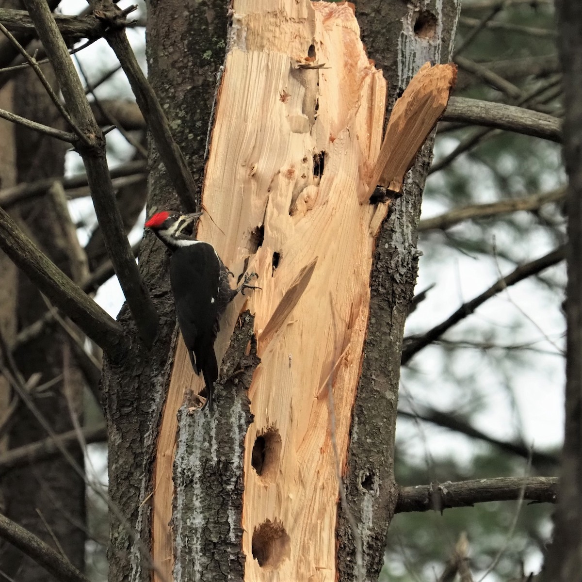 Pileated Woodpecker - Bill Bunn