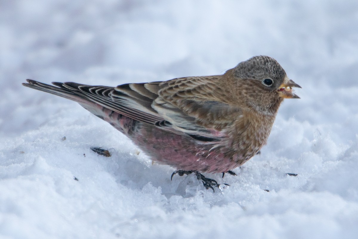 Brown-capped Rosy-Finch - ML292783391