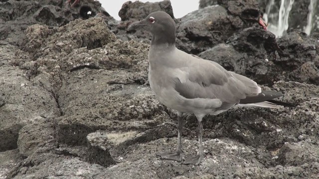 Gaviota Fuliginosa - ML292784491