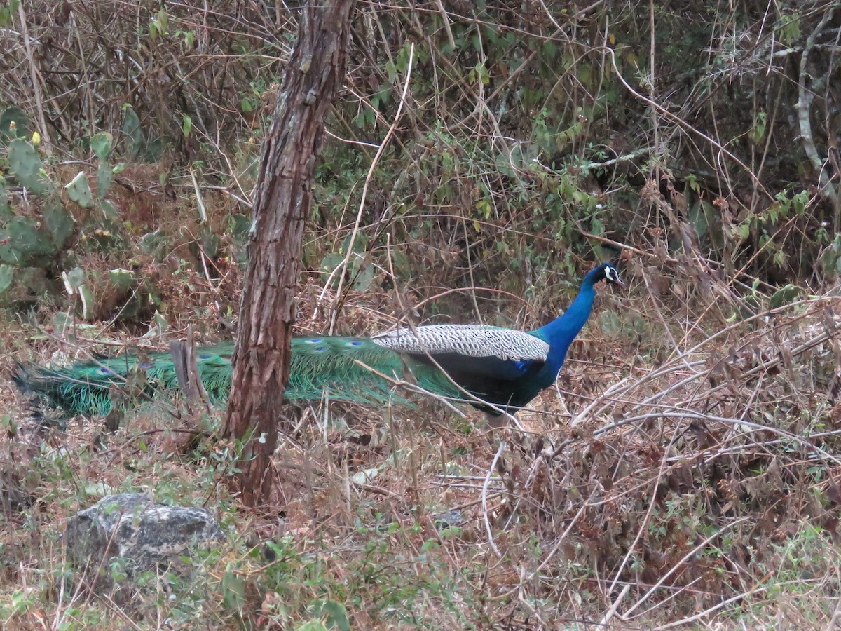 Indian Peafowl - ML292784661