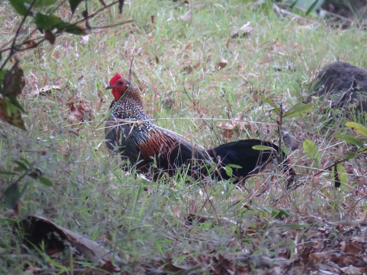 Gray Junglefowl - ML292784931