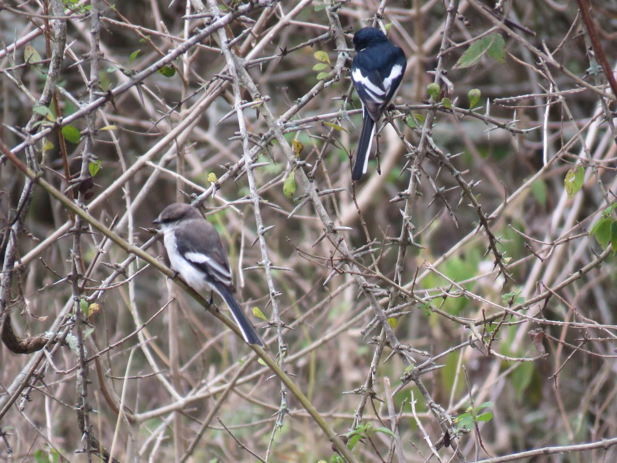 White-bellied Minivet - ML292788511