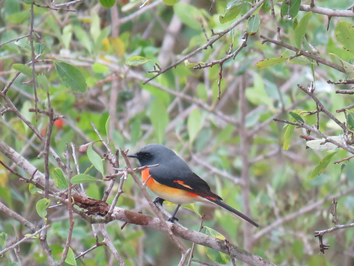 Small Minivet - ML292788831