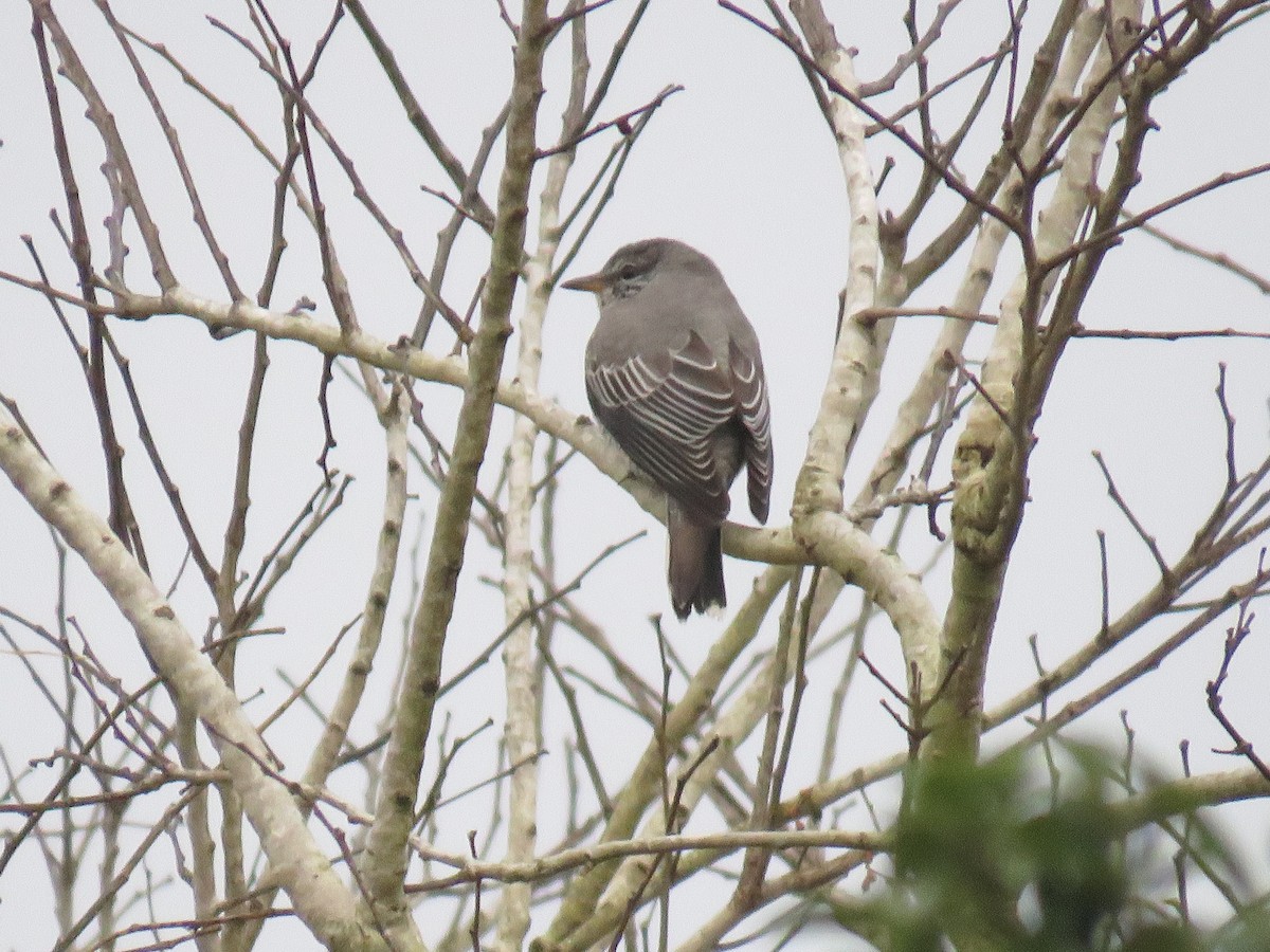 Black-headed Cuckooshrike - ML292788891