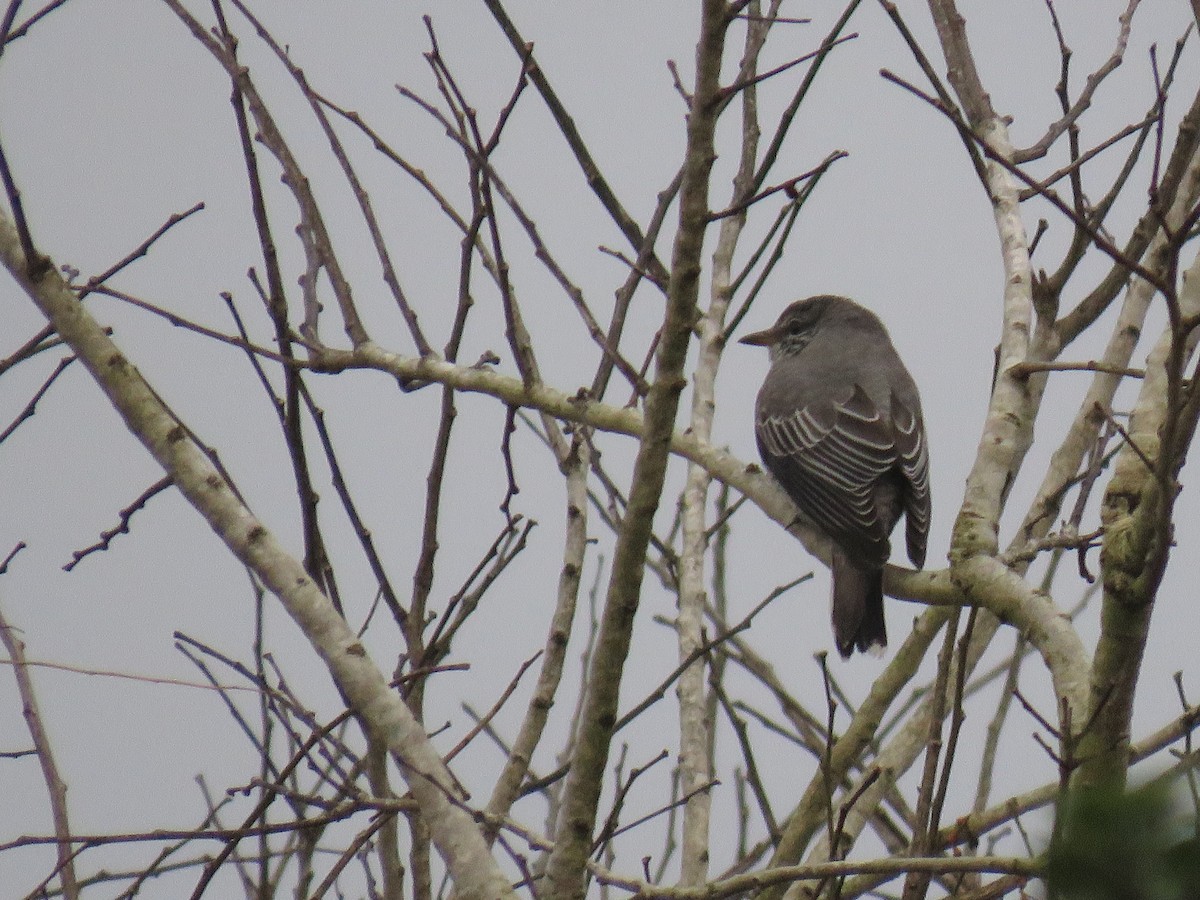 Black-headed Cuckooshrike - ML292788911