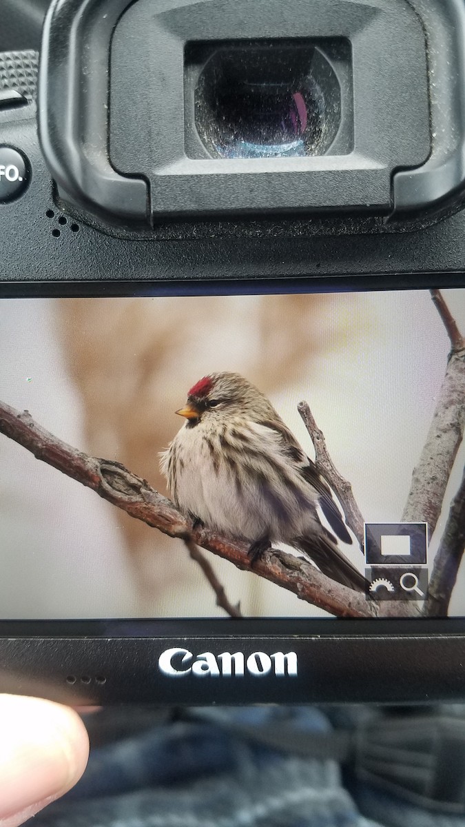 Common Redpoll - Bill Scullion