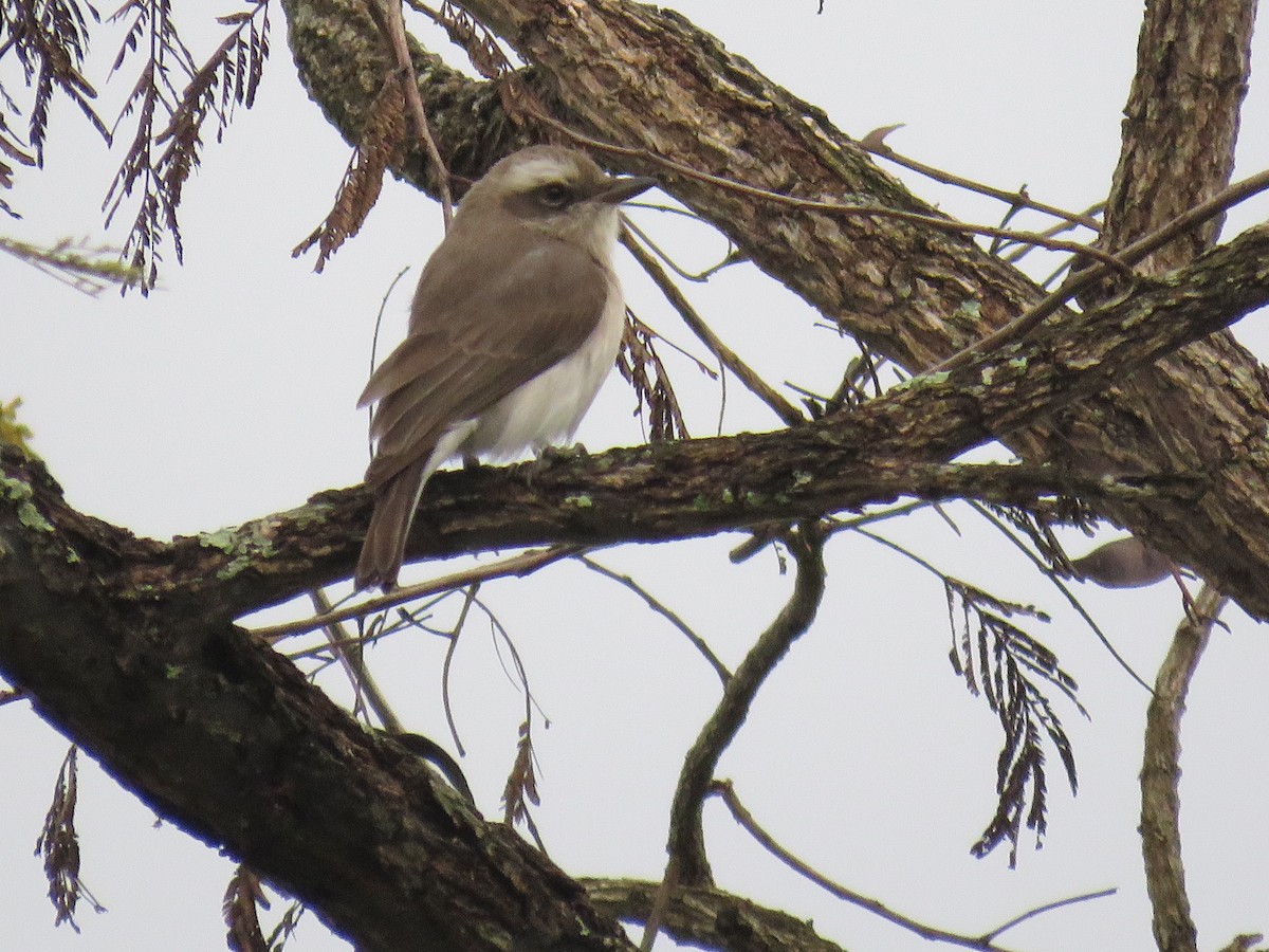 Common Woodshrike - ML292789341