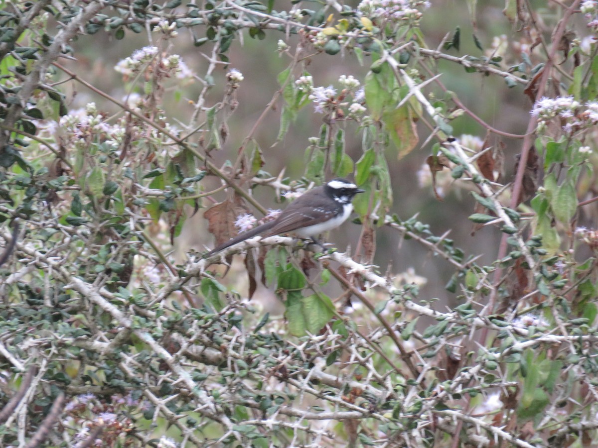 White-browed Fantail - Anil Menon