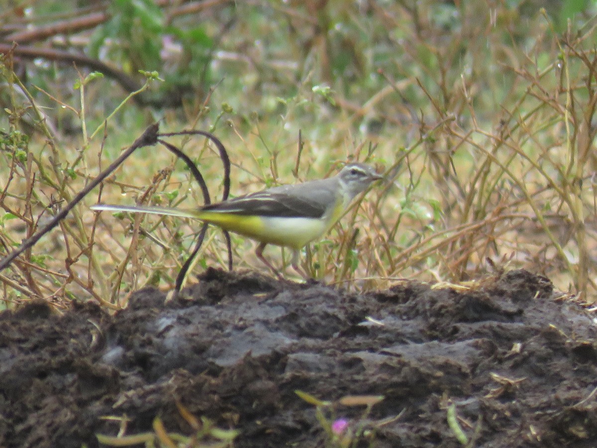 Gray Wagtail - ML292789711