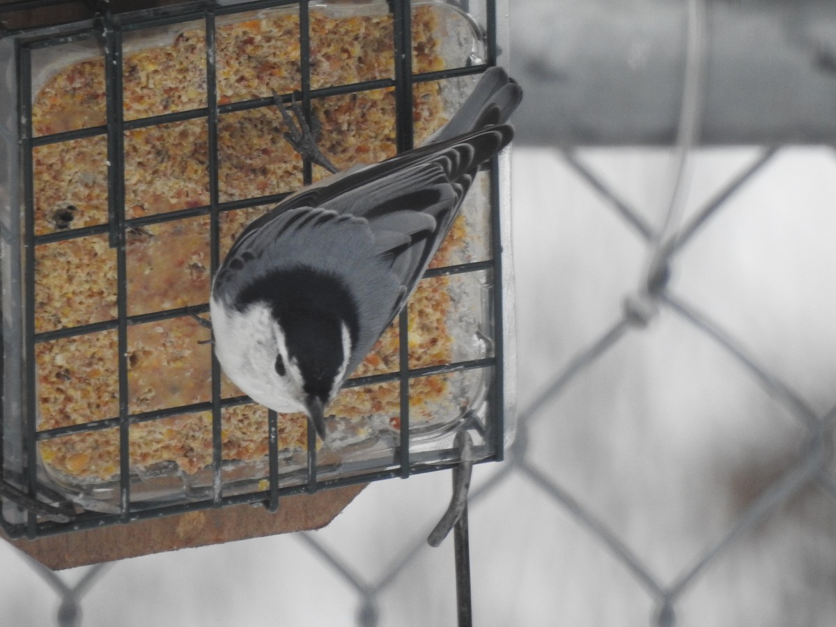 White-breasted Nuthatch - Jacques Bélanger