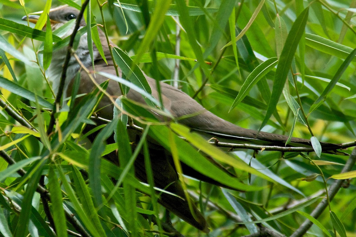 Yellow-billed Cuckoo - ML29279111