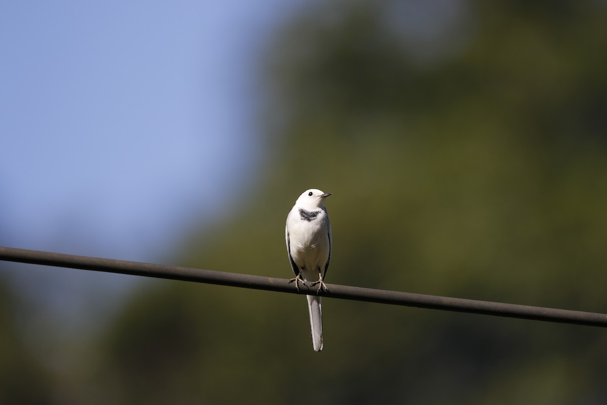 White Wagtail - Chawin Asavasaetakul