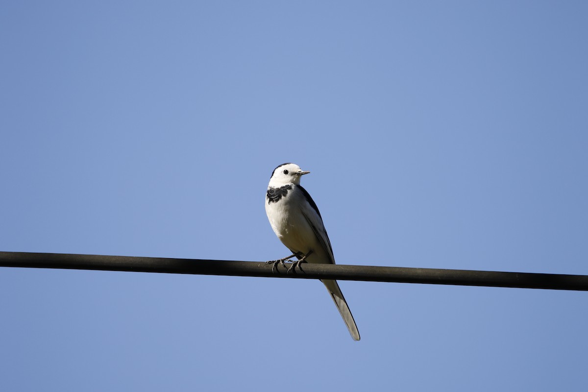 White Wagtail - Chawin Asavasaetakul