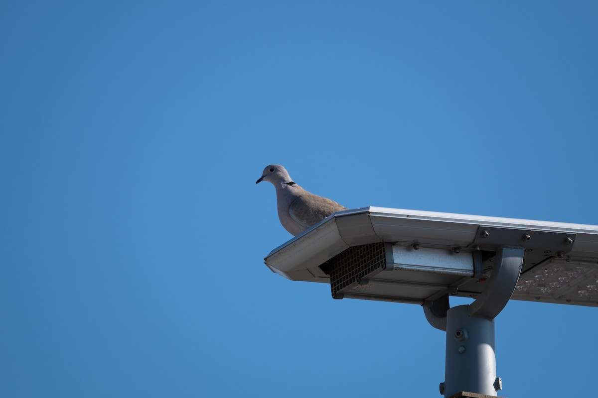 Eurasian Collared-Dove - ML292793341