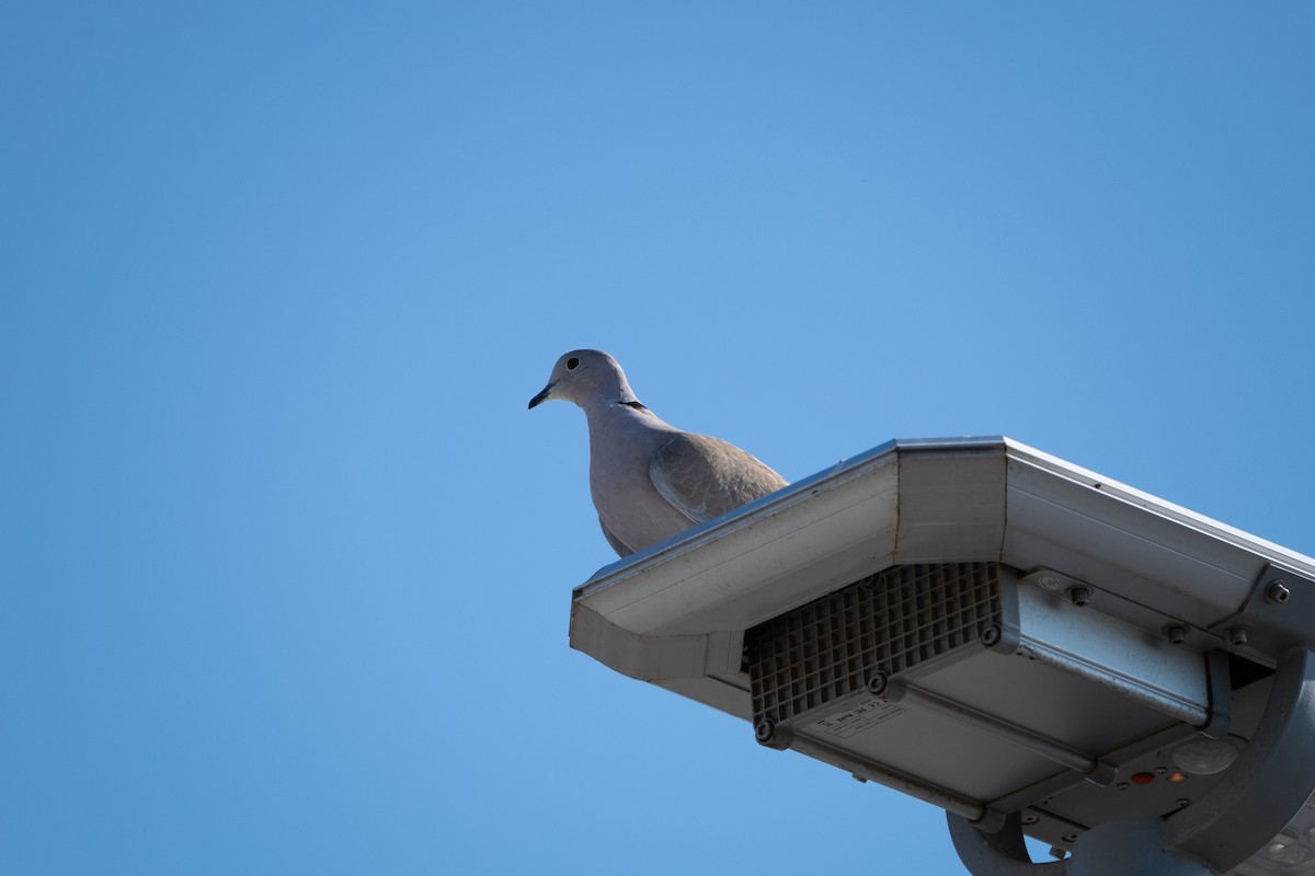 Eurasian Collared-Dove - Ryan Watson