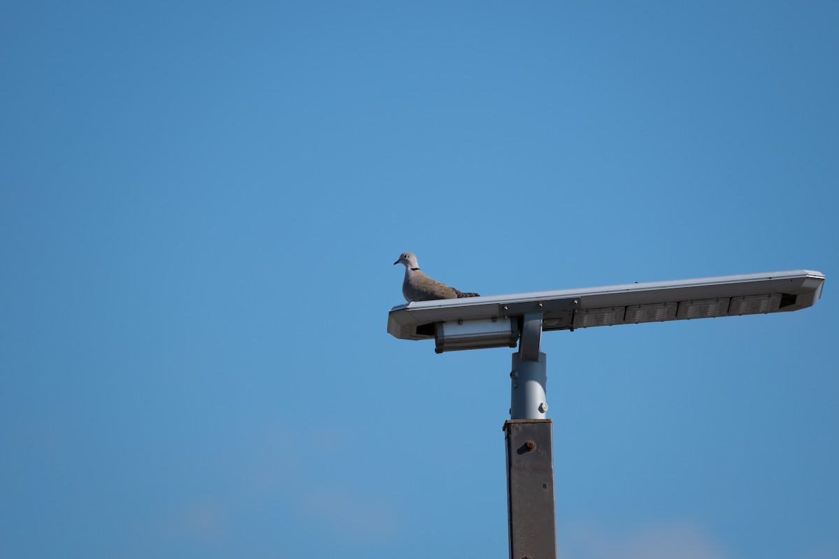 Eurasian Collared-Dove - ML292793441