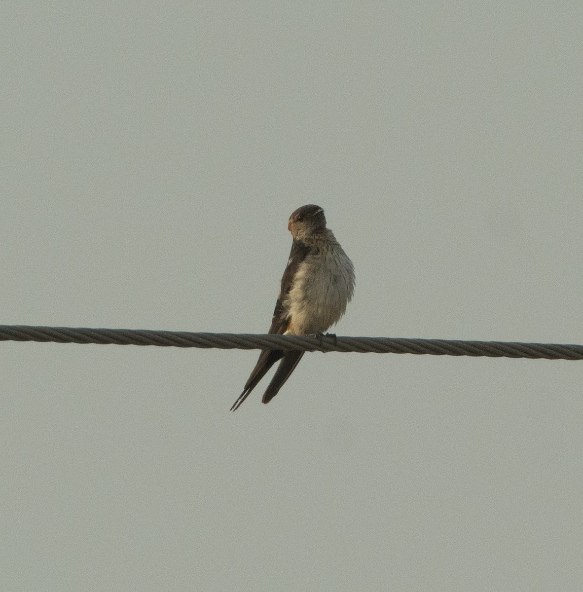 Red-rumped Swallow - ML292794441