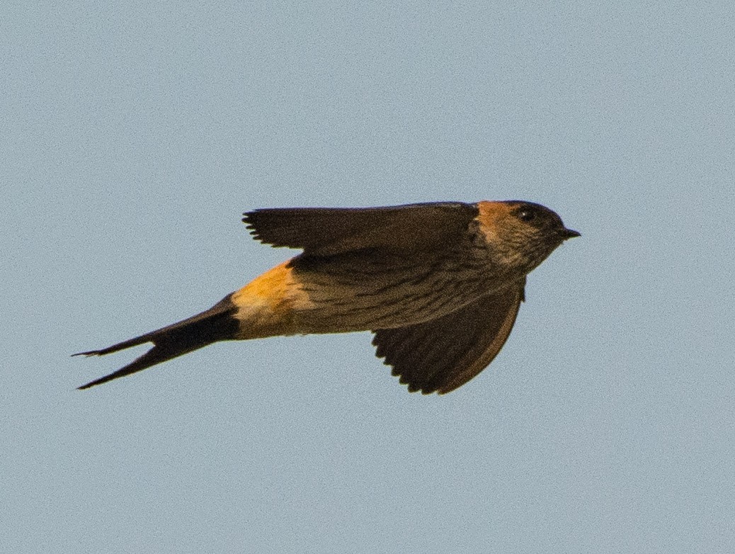 Red-rumped Swallow - ML292794511