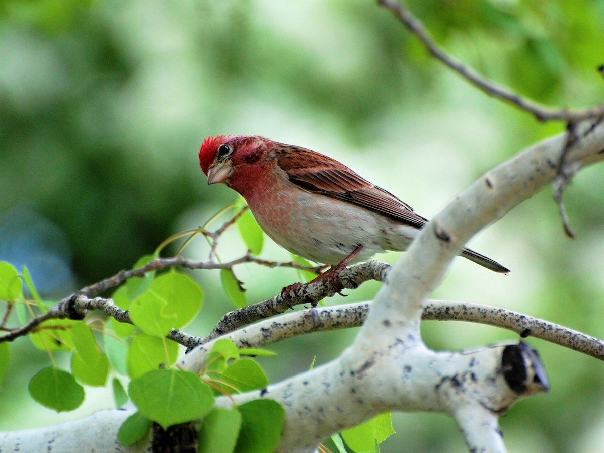 Cassin's Finch - ML292796461