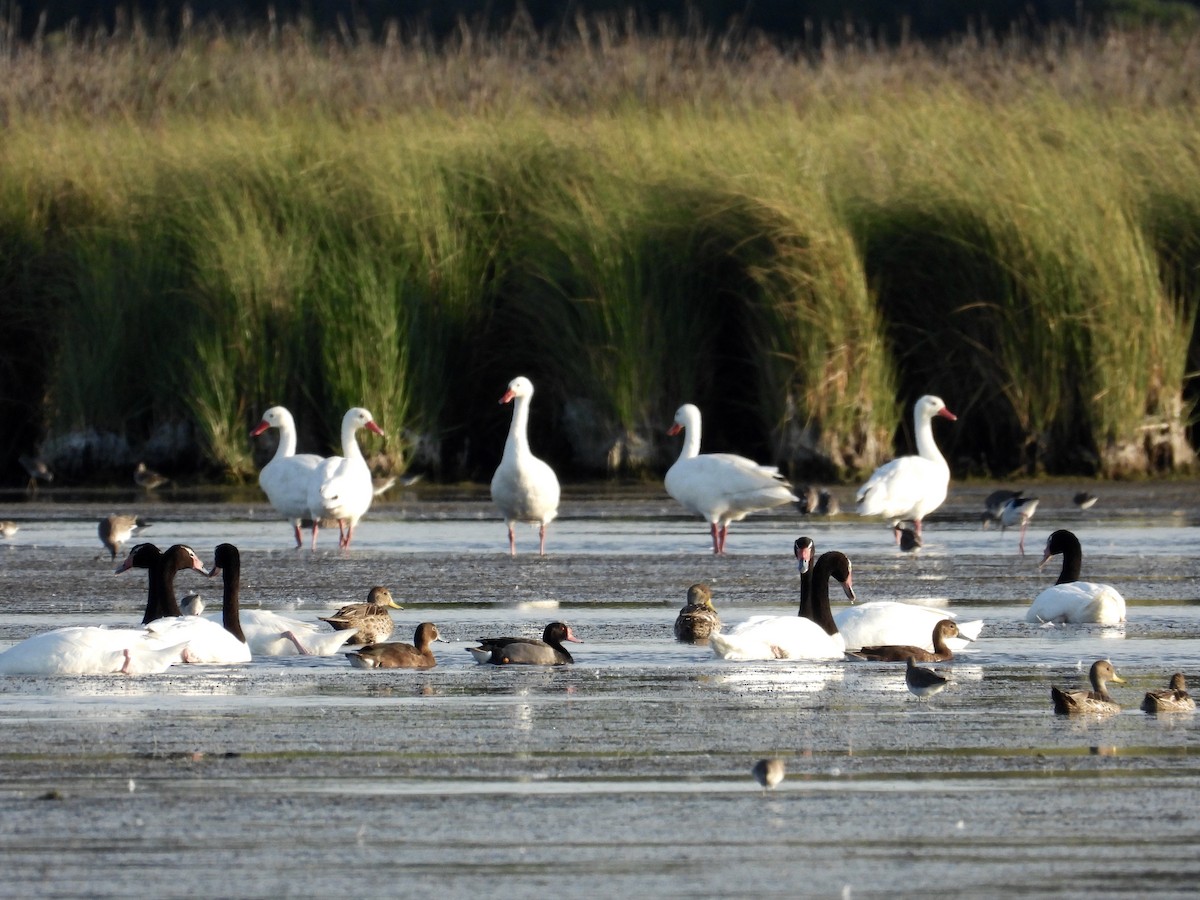 Rosy-billed Pochard - ML292796811