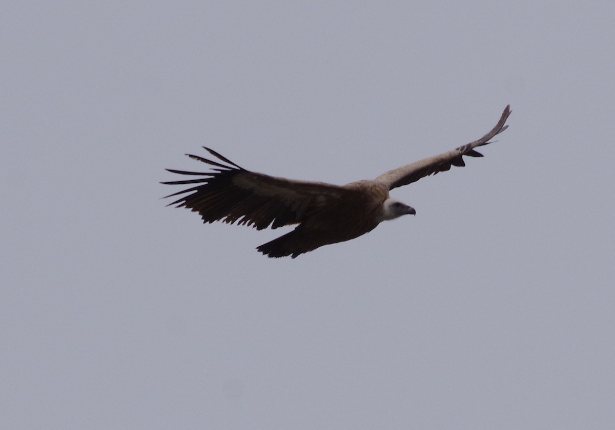 Eurasian Griffon - ML292798961