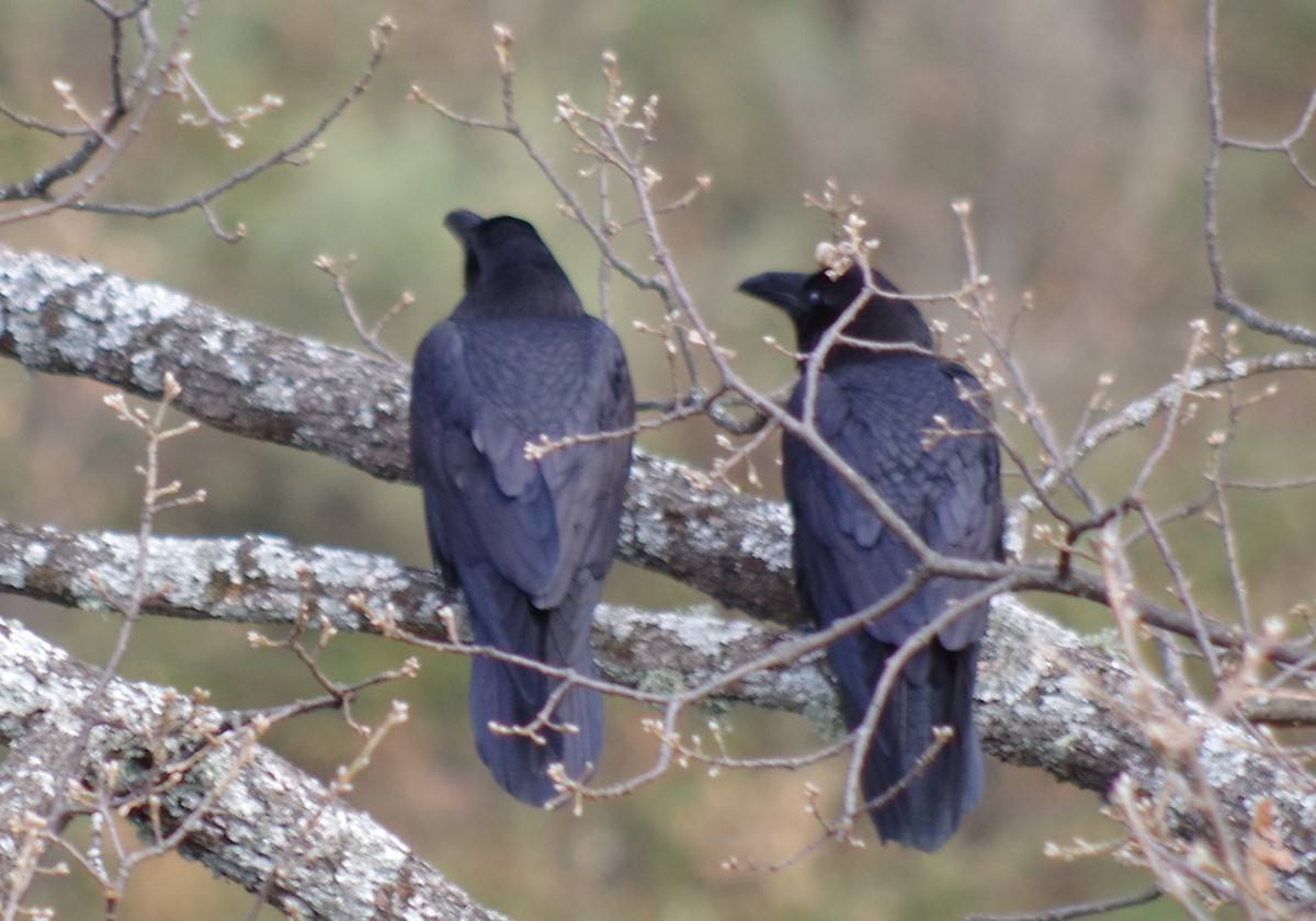 Common Raven - ML292799171