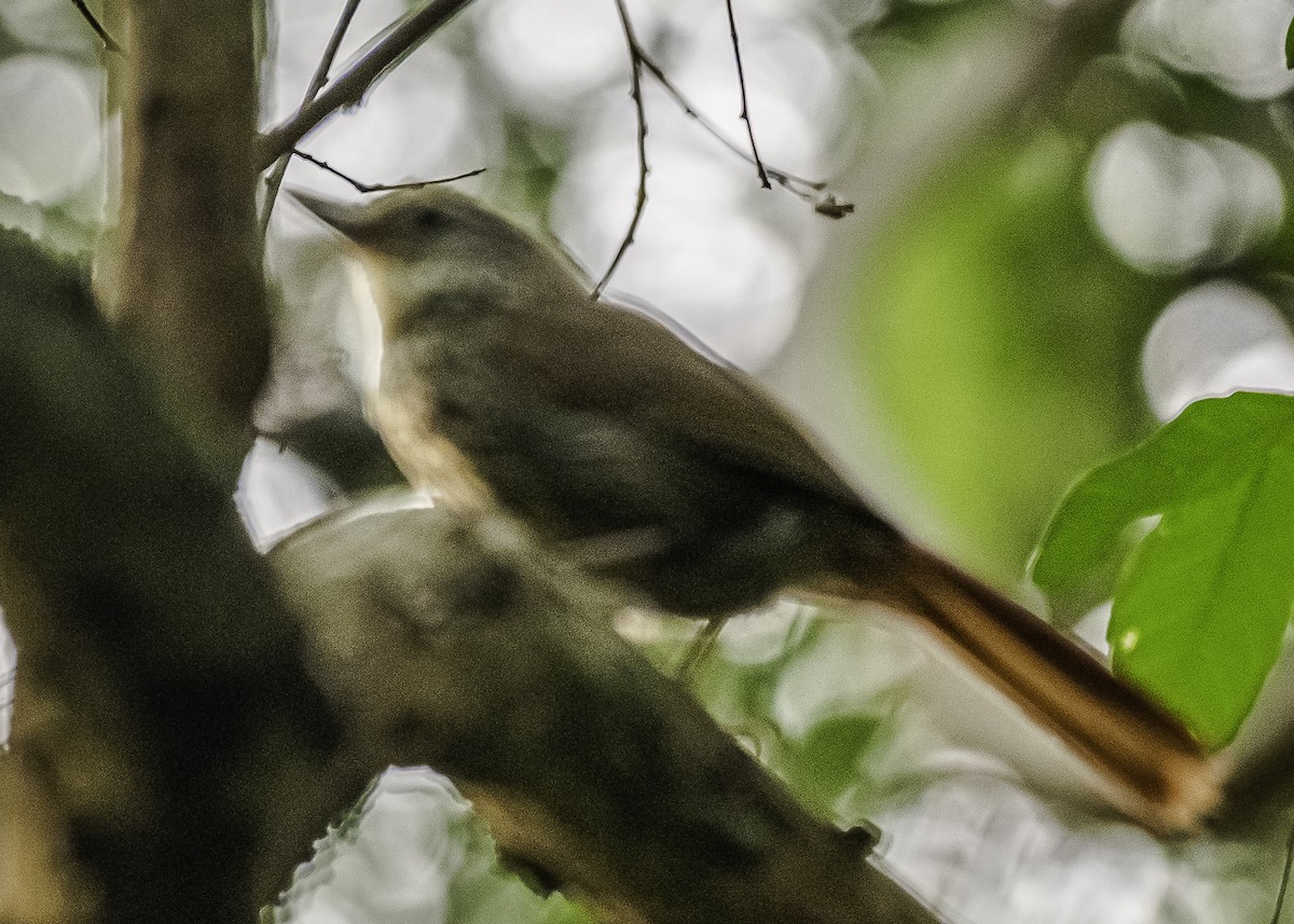 Buff-browed Foliage-gleaner - ML292799391