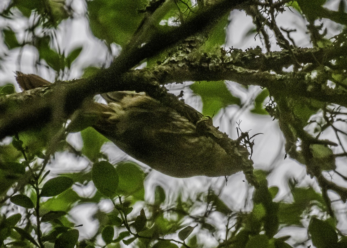 Buff-browed Foliage-gleaner - ML292799441