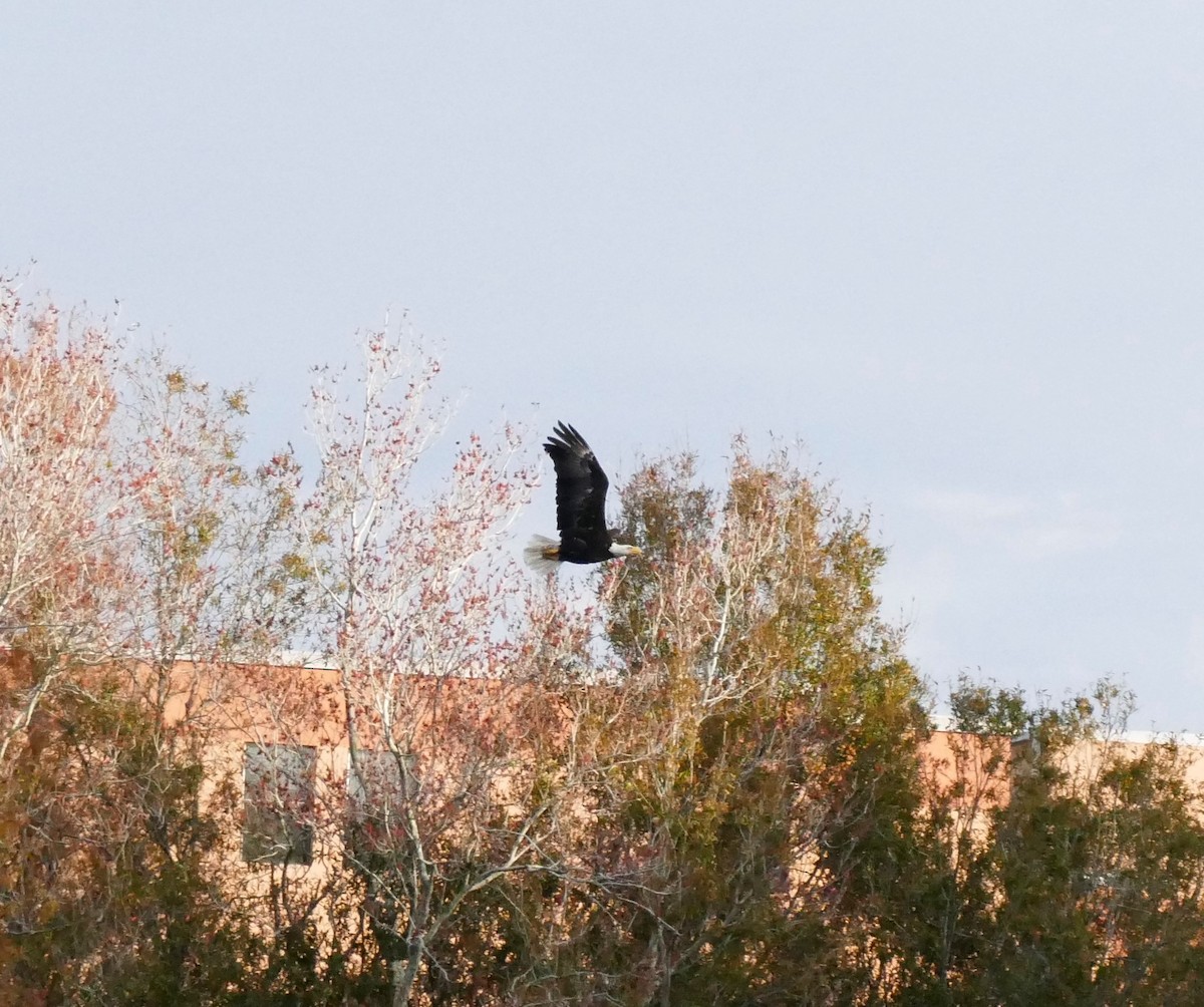 Bald Eagle - ML292799911