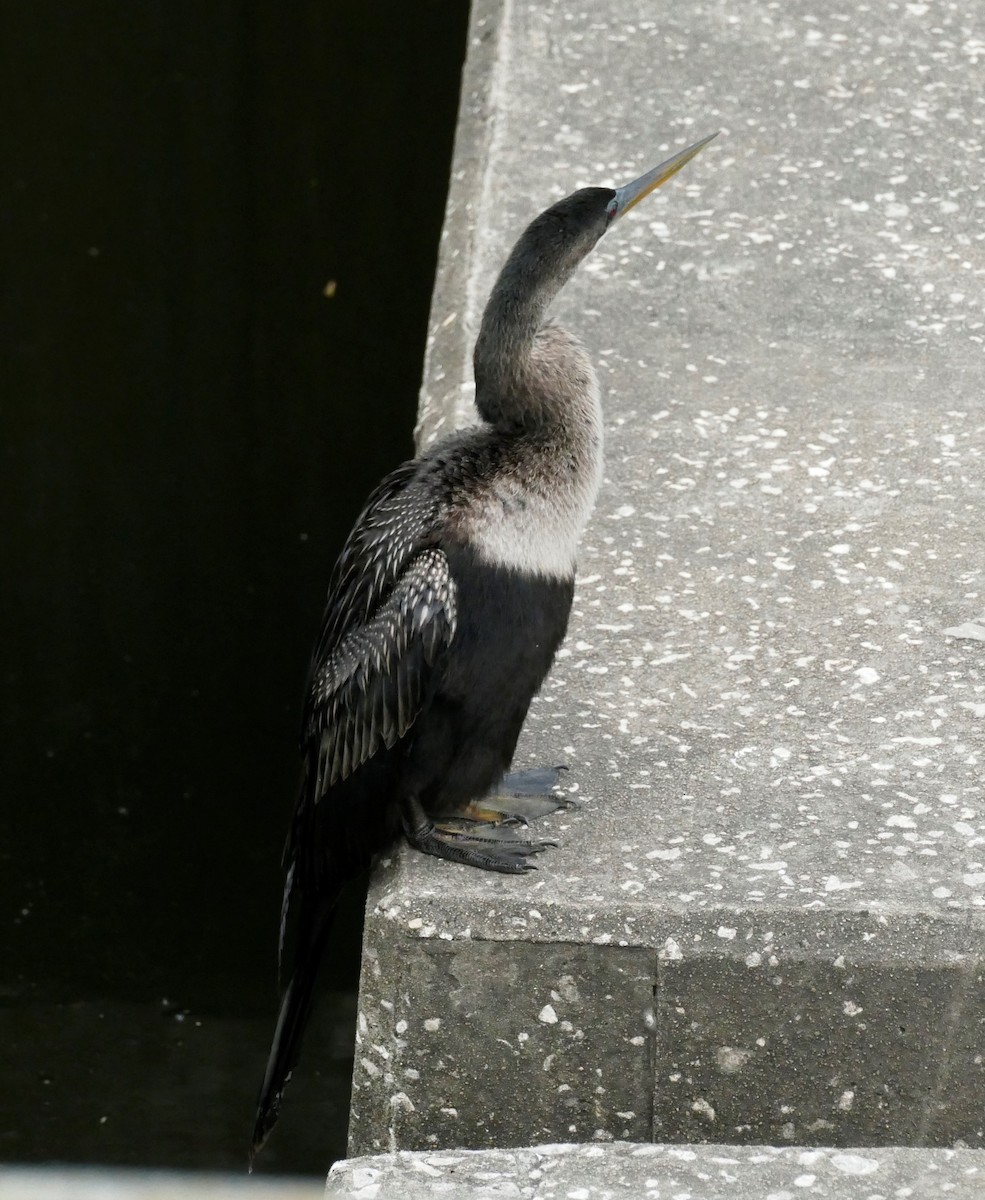 Anhinga - ML292800001