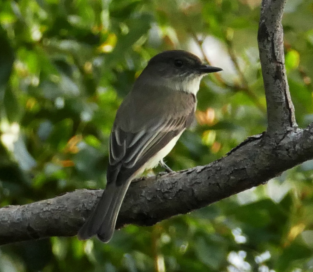 Eastern Phoebe - ML292800061