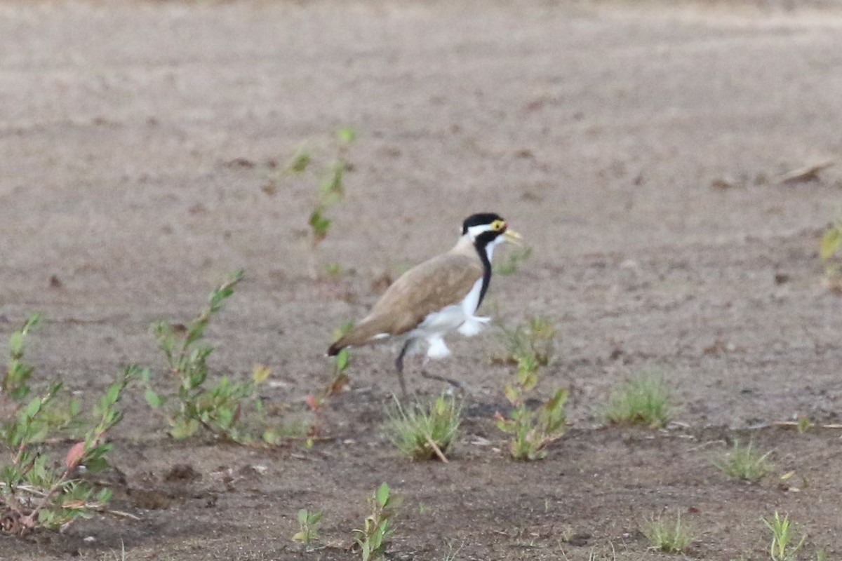 Banded Lapwing - ML292800671