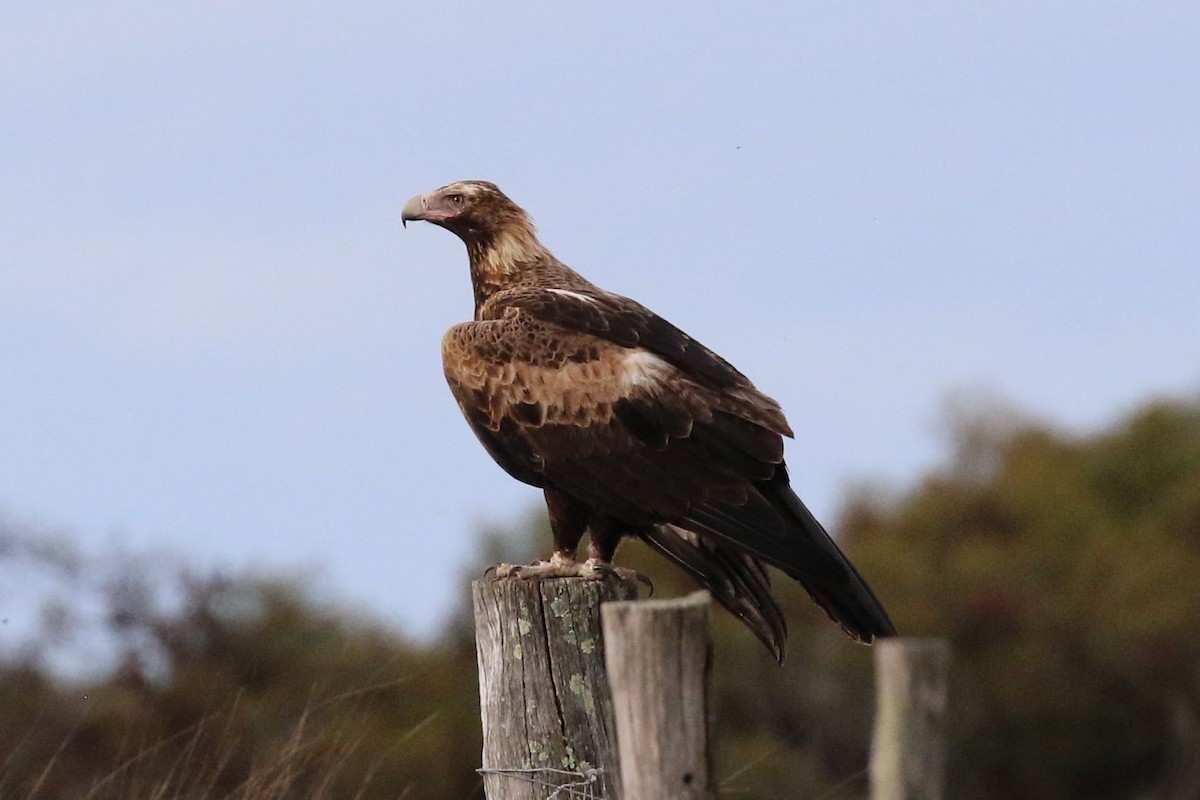 Águila Audaz - ML292800801