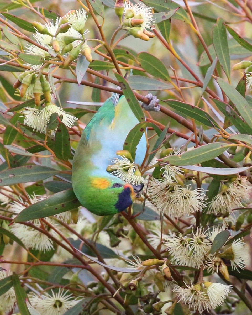 Purple-crowned Lorikeet - ML292800881