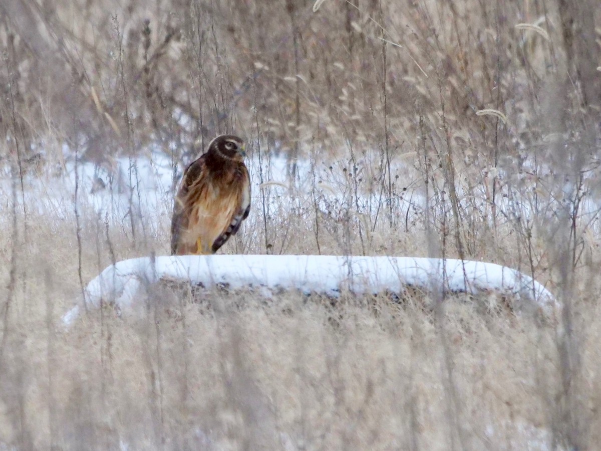 Northern Harrier - Sylvie Martel / Gaétan Giroux