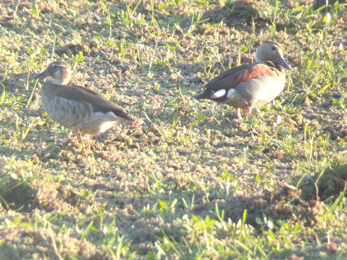 Ringed Teal - Joaquín  Casari